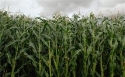Картинки по запросу "поле дозрілої кукурудза""